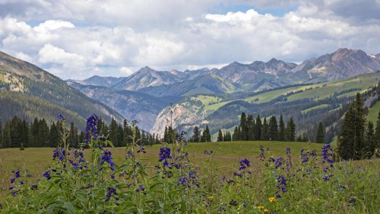 Tall Larkspur the site of the study