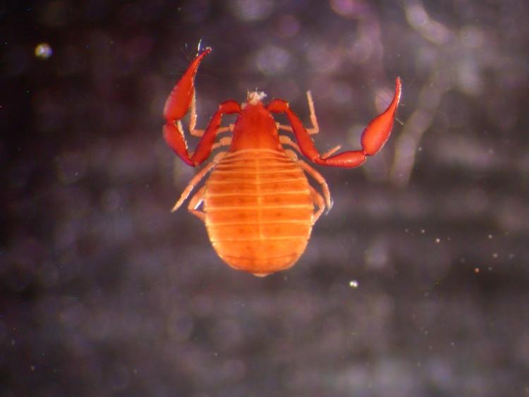 thumbnail_#3 New Species of Pseudoscorpion from near the Boulder Flatirons, not yet named by Dave S