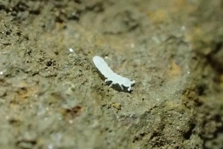 thumbnail_#4 Tiny albino springtail that is a newly discovered species, photo by Dave S.