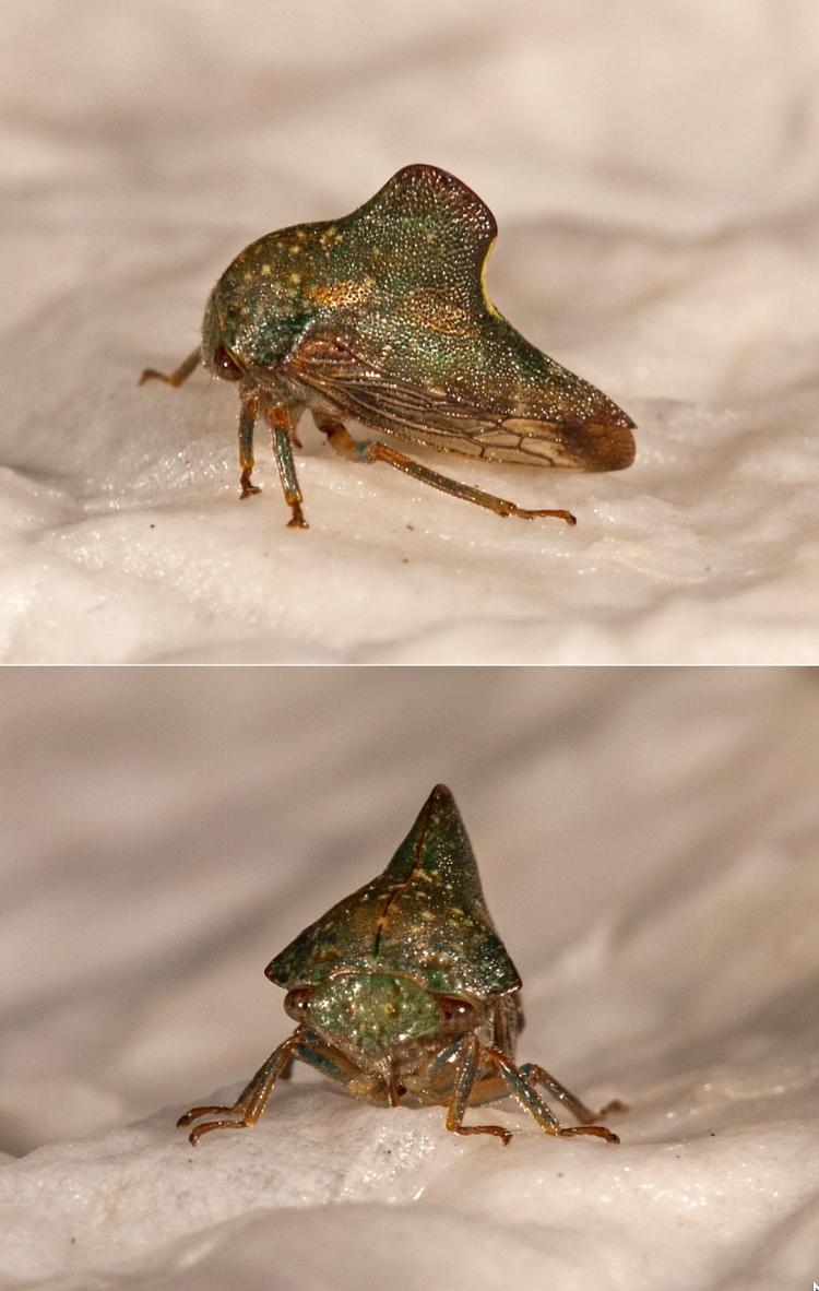 treehopper