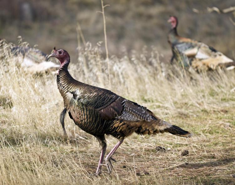 Turkey