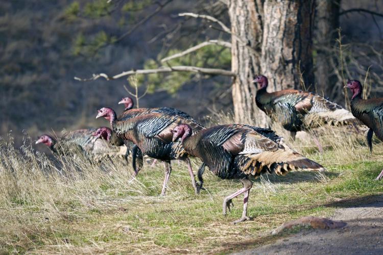 Turkey