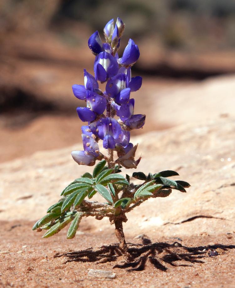 lupine