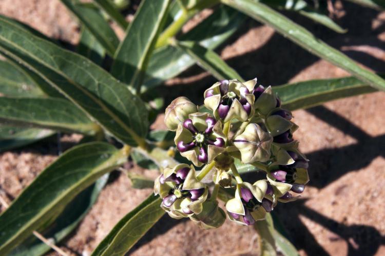milkweed