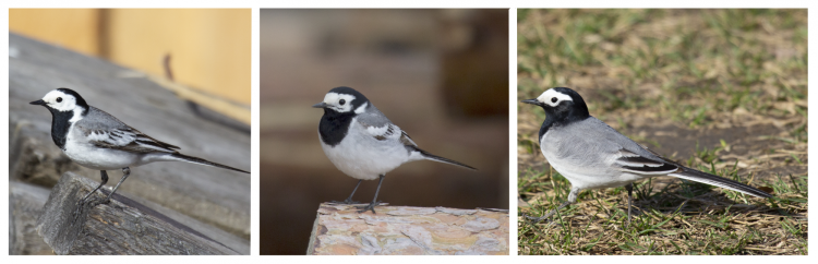 Different subspecies of wagtails