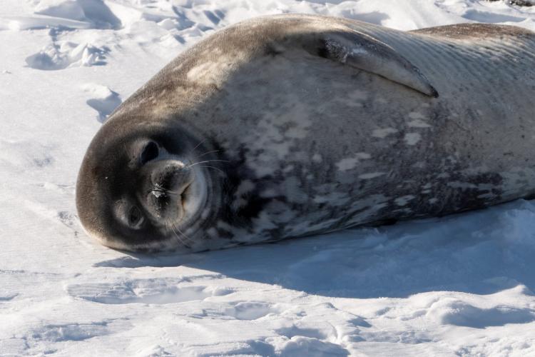 weddell seal