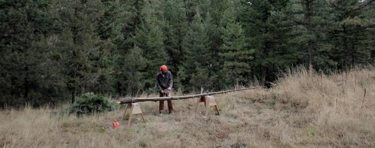 Welby cutting a spruce tree
