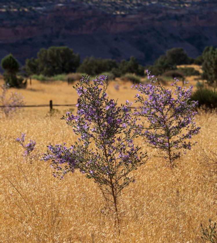 two purple western asters