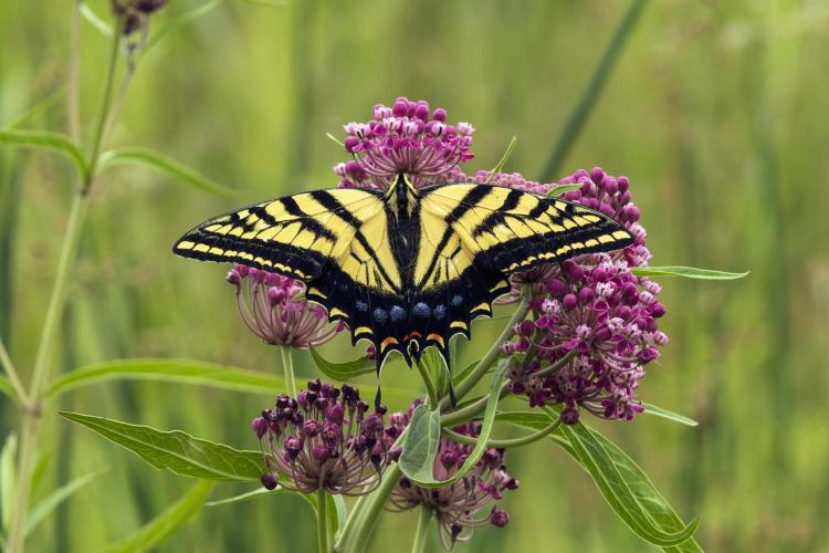 Swallowtail milkweeds
