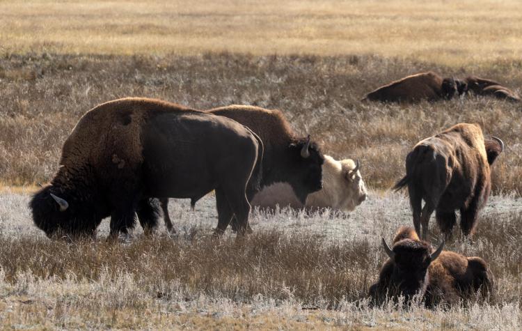 Image of white buffalo
