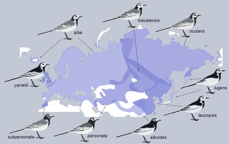 Map of White Wagtail distribution