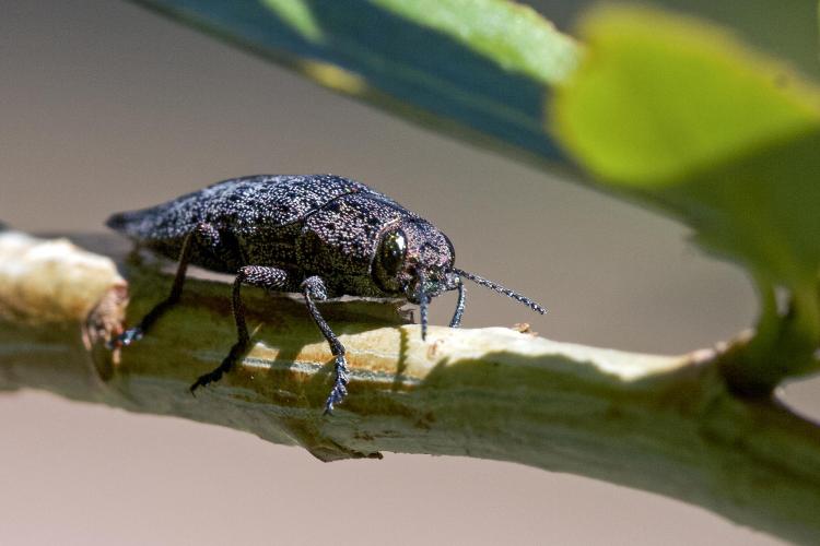 Beetle