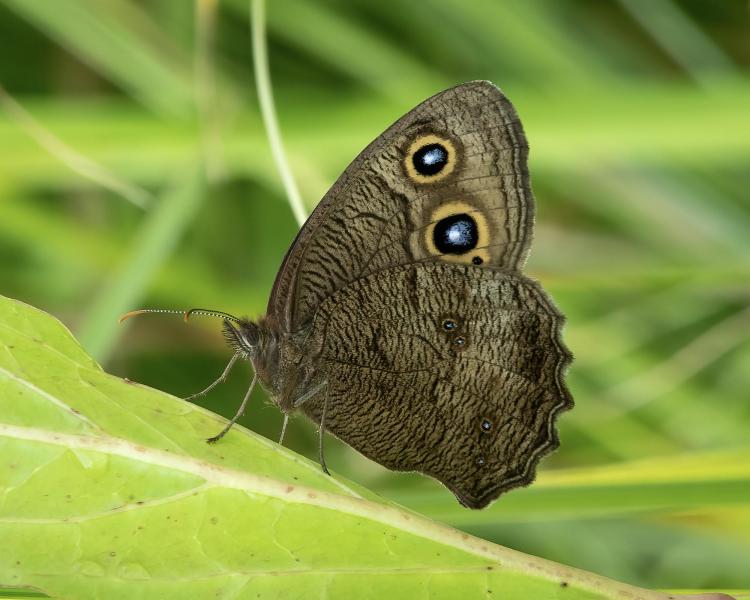Wood nymph on a leaf.