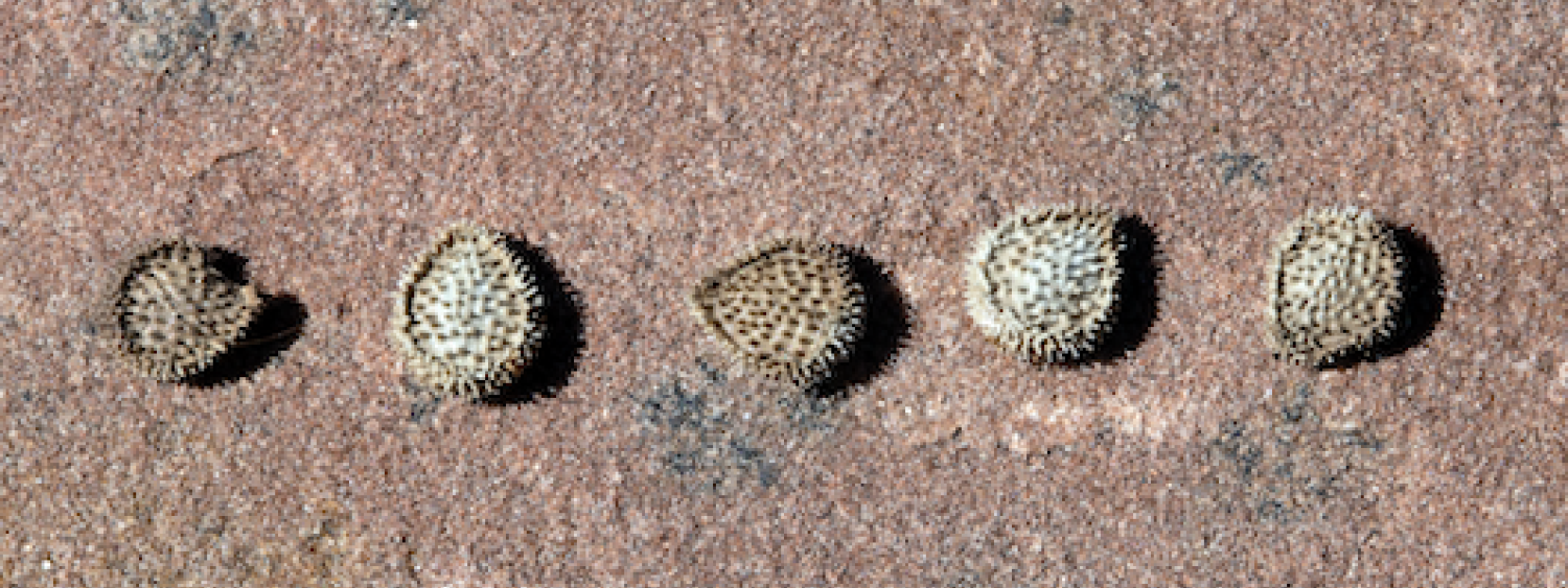 Houndstongue seeds