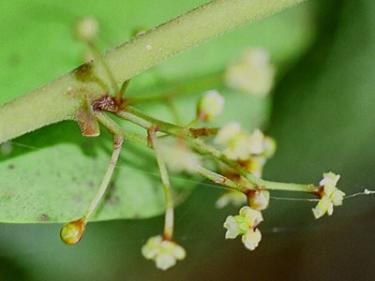 Amborella buds. Photo courtesy of Thomas J. Lemieux, University of Colorado