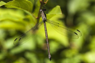 A female great spreadwing basks in the warm sun