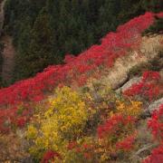 Smooth Sumac Berries shown in a valley