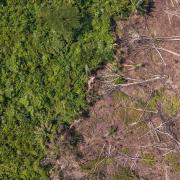 Deforestation in the DRC