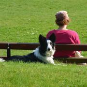 collies