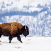 Buffalo in the snow