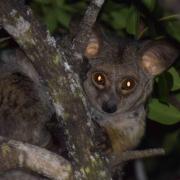 Bush Baby