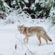 Coyote walking in the snow