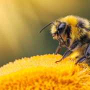 A bee pollinating a flower