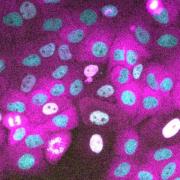 Cells expressing a nuclear marker (H2B) in cyan, a cell-cycle protein (Cyclin D1) in yellow and a proliferation marker (CDK2 activity sensor) in magenta.