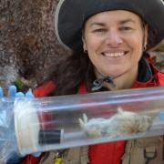 Photograph of Chris Ray with an unconscious pika