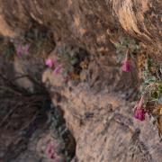 Wilted primroses' petals turn pink and then red when temperatures rise in the morning.