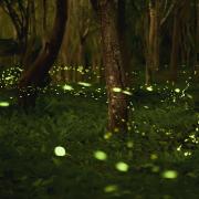 Fireflies swarming in the woods.