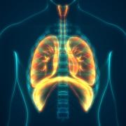 internal illustration of lungs and diaphragm