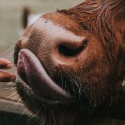 Someone holding their hand to a cow