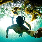 Mike Gil scuba diving through kelp bed.