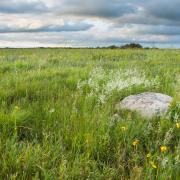 Minnesota Tall Grass Prairie