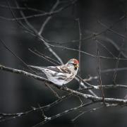 Redpoll