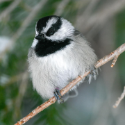 A chickadee bird perched on a branch