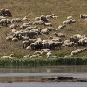 Sheep grazing at Crane Park Pond