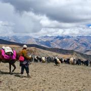 Tibetan pastoralist herding yaks