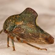 Treehopper