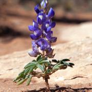 lupine