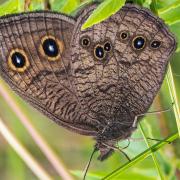 Wood Nymph on a leaf.