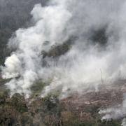 Habitat destruction, fire in primate habitat, Tesso Nilo National Park, Sumatra. Photo courtesy of  William F. Laurance, Professor, James Cook University