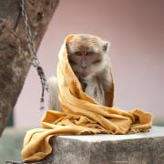  long-tailed macaque (Macaca fascicularis), chained up as a pet in Java, Indonesia.  Photo courtesy of Andrew Walmsley, Little Fireface Project 