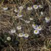 Flowering trailing fleabane plant