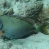 blackspot syndrome in surgeonfish