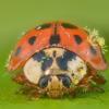 ladybug with Laboulbeniomycetes