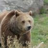 brown grizzly bear in Montana