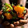 hands holding mini peppers