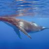 humpback whale swimming